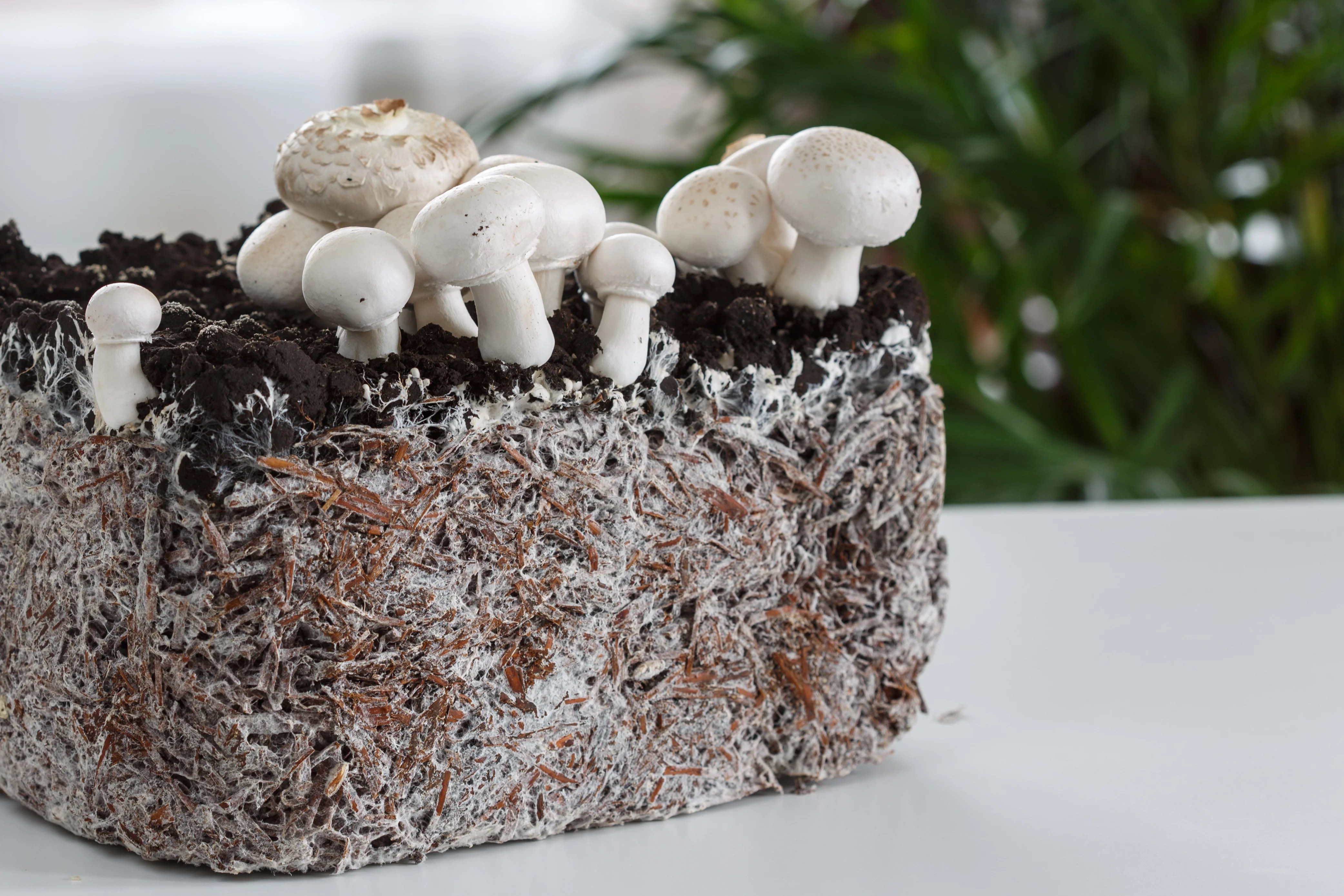 Матеріали майбутнього: від грибів до склодерева